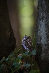 Boreal owl sitting on stump