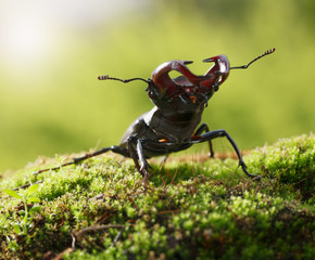 Combat Stage Beetle