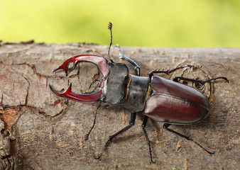 Stag Beetle on tree