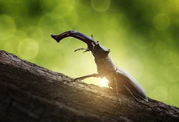 Backlighted stage beetle