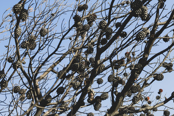 Burnt pine tree branches and cones against blue sky.