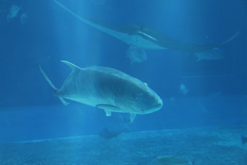 Fototapeta premium 魚