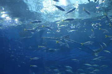 Fototapeta na wymiar 魚