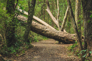 fallen tree on a walking path in New Zealand