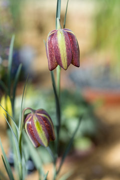 Fritillary, Fritillaria aff. crassifolia
