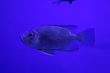 Fototapeta premium 魚