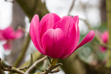 Fototapeta premium Cucumber Tree Magnolia Flower in Bloom in Winter