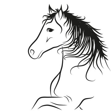 horse drawn outline in black, coloring