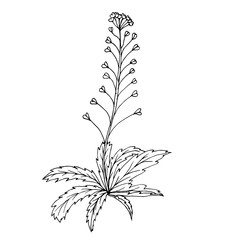 Doodle shepherd's purse medicinal plant black outline