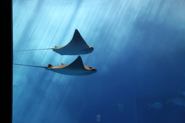 エイ © shiro2mashiro