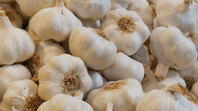 Big beautiful heads of white ripe garlic on the market counter