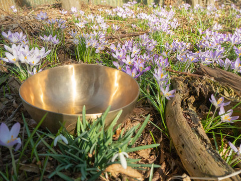 Klangschale steht auf Baumstumpf mit wundersch&ouml;ner Krokus Blumen Wiese im Hintergrund