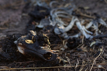 Side view of animal skeleton on dry earth.