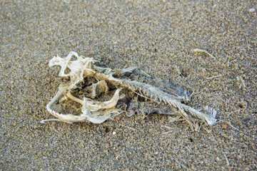  fish bone on the beach