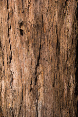 pine wood  bark texture