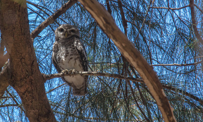 spotted owl in nature