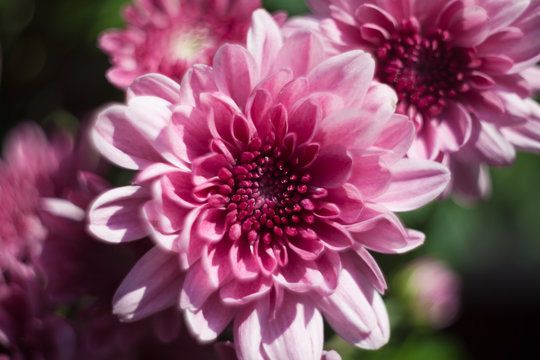 chrysanthemum pink photo