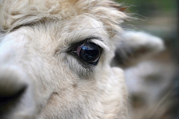 Eye of a llama. Detailed photo of animal eye.