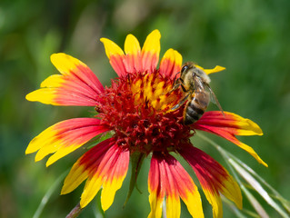 bee on flower