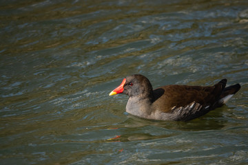 Common Moorhen in Pond in Winter