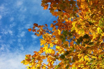 autumn leaves against blue sky