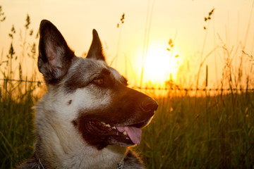 German Shepherd with sun rays