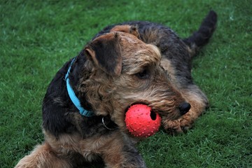 airdale terrier