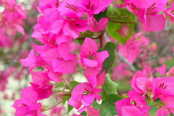 pink flowers in the garden