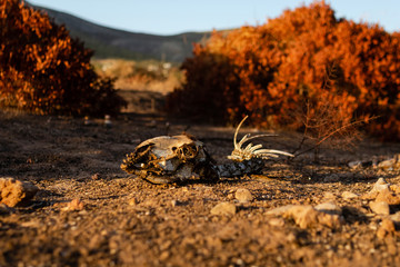 Animal skeleton in front of burnt trees.