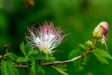 Beautiful Blooming Close up Flower Thailand in the garden.