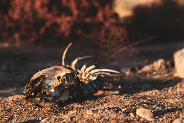 Animal skeleton in front of burnt trees.