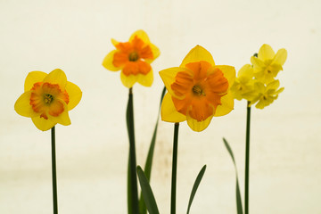 Daffodil 'Boslowick'