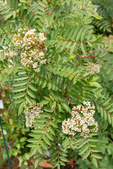 Sorbus rosea