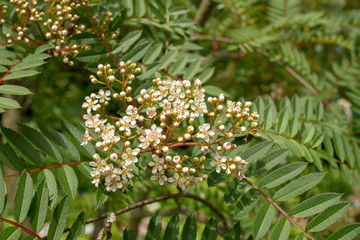 Sorbus rosea