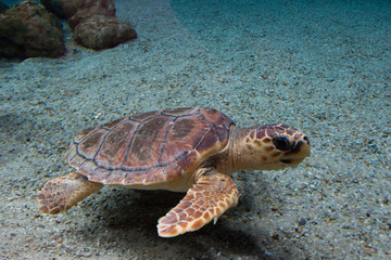 Obraz premium Loggerhead sea turtle (Caretta caretta), also known as the loggerhead. Wild life animal