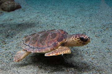 Loggerhead sea turtle (Caretta caretta), also known as the loggerhead. Wild life animal