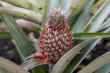 Beautiful Blooming Close up Flower Thailand in the garden.
