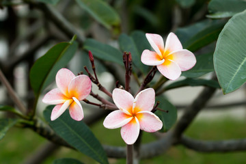 Fototapeta na wymiar Beautiful Blooming Close up Flower Thailand in the garden.