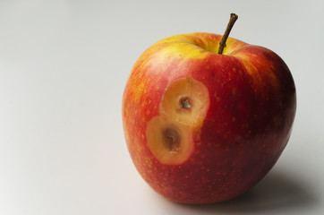 ripe apple, the surface of which is damaged, and has traces of decay and mold in the shape of eight