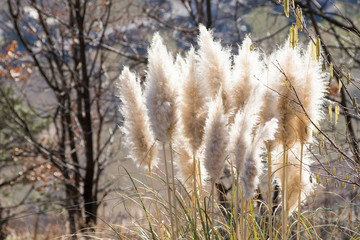 Beautiful generic garden plants