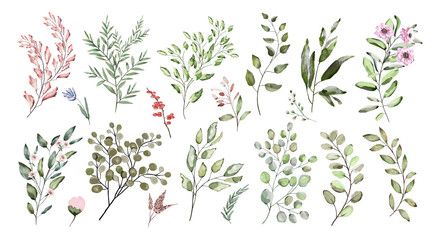 Watercolor illustration.  Botanical collection. Set of wild and garden herbs. Flowers, leaves, branches and other natural elements.