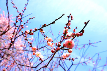 Plum blossom close up at Mito city Japan