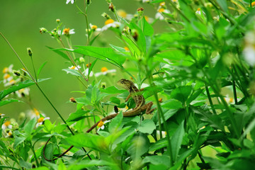chameleon - among the flowers there is a reptile that is camouflage, wild chameleon