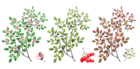 watercolor drawing of a branch with leaves and pink cherry flowers. Botanical illustration of flowers of an apple tree. A set of twigs, leaves, cherry and apple blossoms.