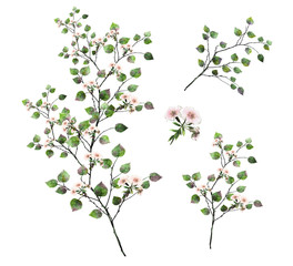 watercolor drawing of twig with leaves and flowers. Botanical illustration. Set.