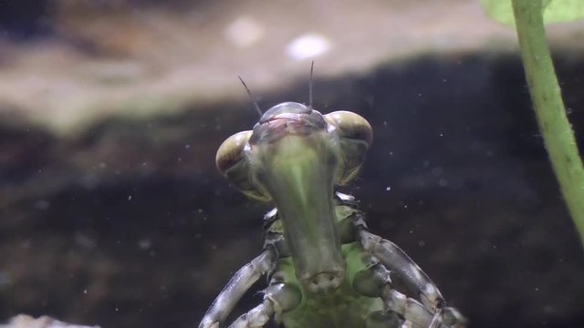 Libellenlarve jagt Wasserfl&ouml;he