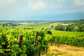 Naklejka premium Storm over the vineyard