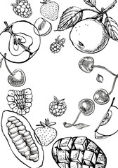 Set of graphic botanical illustration. Mango Fruit, Cacao and Berries strawberry, raspberry, apple, cherry isolated on white background.