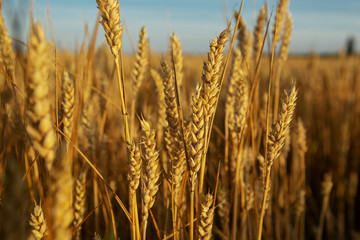 Summer nature with ripe wheats close-up