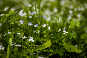 blossoming creeping speedwell flowers